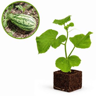 Watermeloen plant
