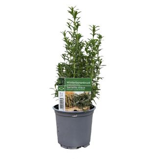 Bonenkruid in pot
