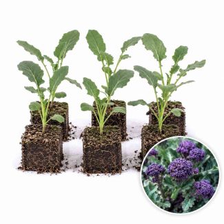 Winterbroccoli - spruitbroccoli