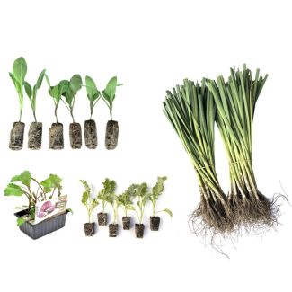 Wintermix - voordelige keuze voor de moestuinen