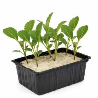 Witte kool plantjes van moestuinenbloem.nl