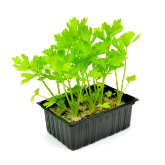 Witte selder / Bleekselderij plantjes