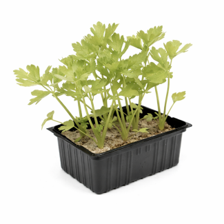 Witte selder / Bleekselderij plantjes