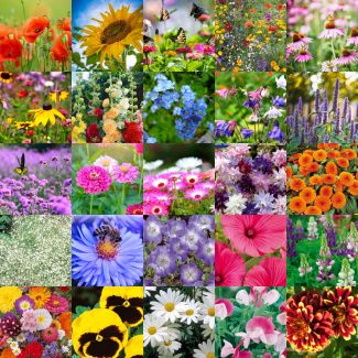 Actie - 20 bloemenzaden voor €30,-