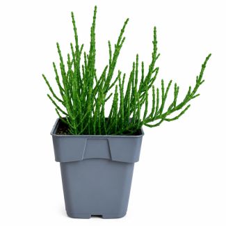 Zeekraal