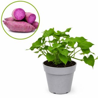 Erato Violet - zoete aardappel
