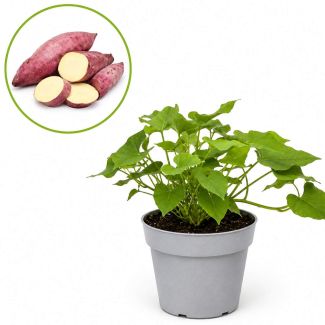 Witte zoete aardappel