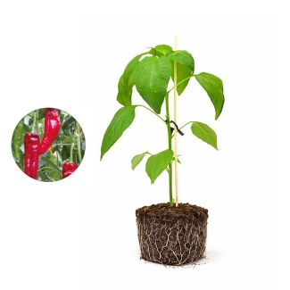 Zoete puntpaprika plant