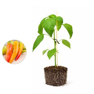 Zoete puntpaprika multicolor