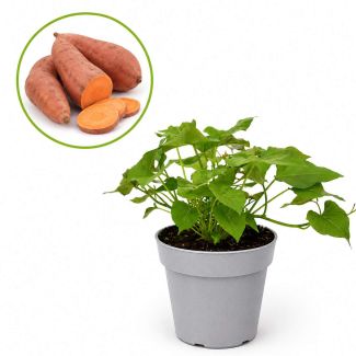 Zoete Aardappel "Beauregard"