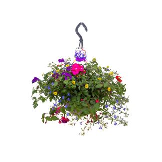 Zomerbloeier in hangpot