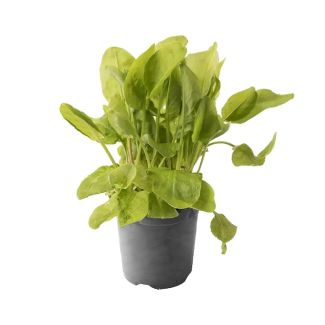 Zuring - Rumex acetosa