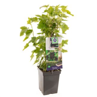 Zwarte Bes - Ribes nigrum - grote pot