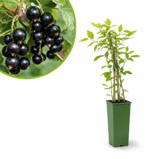 Jostabessen koop je bij moestuinenbloem.nl