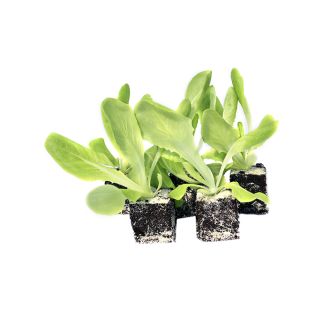 kassla plantjes