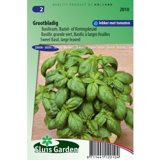 Basilicum, grove/grootbladig