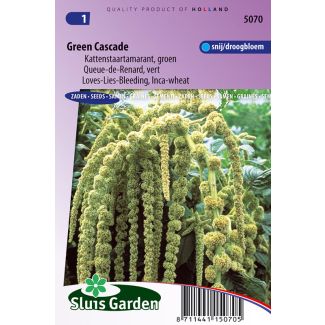 Kattenstaart Green Cascade