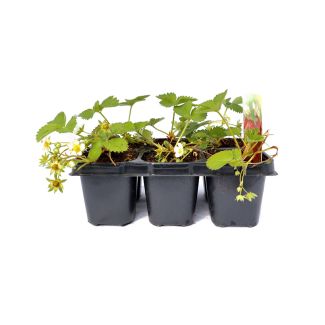 Aardbeiplantjes in 6-pack