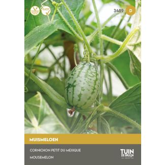 Muismeloen | Tuin de Bruijn
