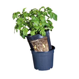 Aardappelkweekpot