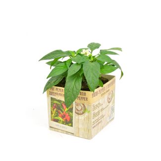 Pot-peper plant