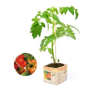 Tomaten Coeur de Boeuf in perspot