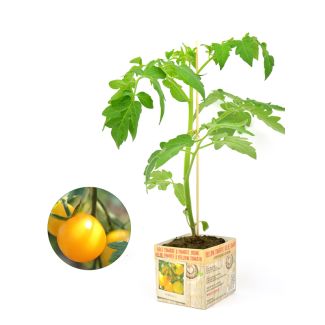 Gele tomatenplant