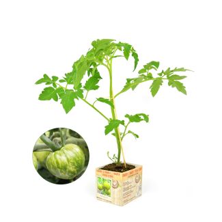Tomaat 'Green Zebra'