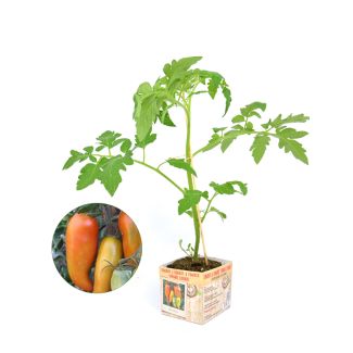 Tomaat 'Andine Cornue'
