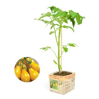 Tomaat 'Yellow pear'