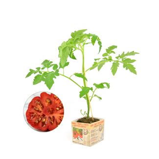 Tomaat 'Costoluto genovese'