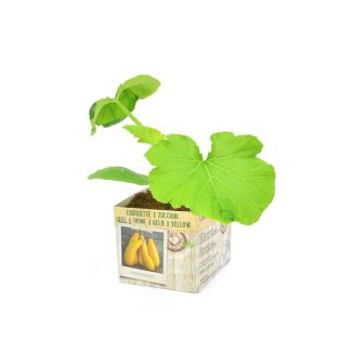 Gele courgette in perspot