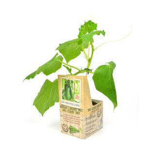 Geënte snack komkommerplant koop je bij moestuinenbloem.nl