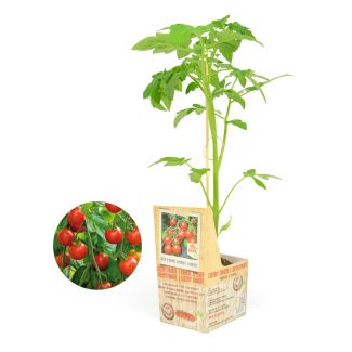 Cherrytomaat geënte plant