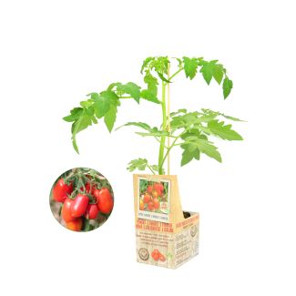Italiaanse tomaat geënte plant