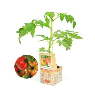 Coeur de Boeuf tomaat geënte plant