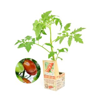 Snoeptomaat geënte plant