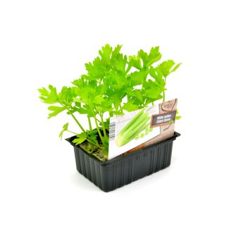 Witte selder / Bleekselderij plantjes
