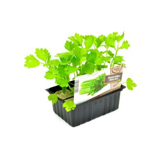 Groene Selder plantjes