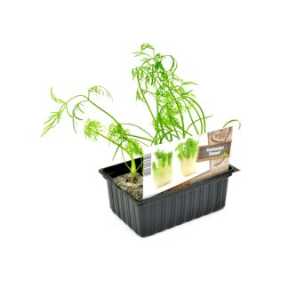 Knolvenkel plantjes