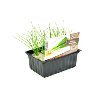 Lente-ui plantjes