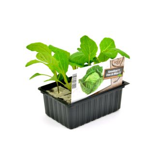 Savooiekool per 6 plantjes