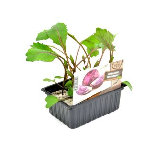Rode kool plantjes