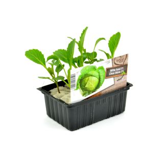 Witte kool plantjes