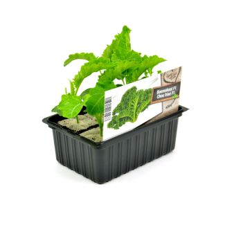 Boerenkool plantjes