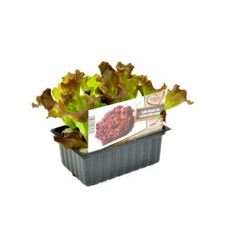 Rode krulsla plantjes