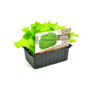 Groene krulsla plantjes kopen