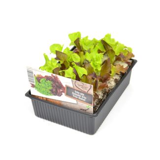 Trio sla plantjes