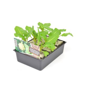 Vroege bloemkool plantjes
