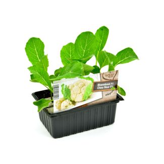 Winterbloemkool plantjes